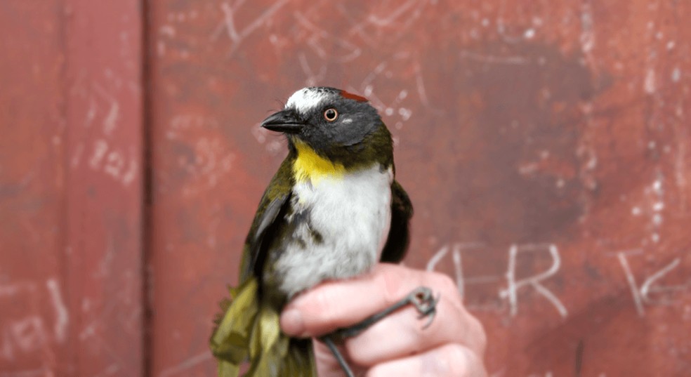 Pássaro da espécie "Pachycephala schlegelii", também venenoso — Foto:  Ian Shriner