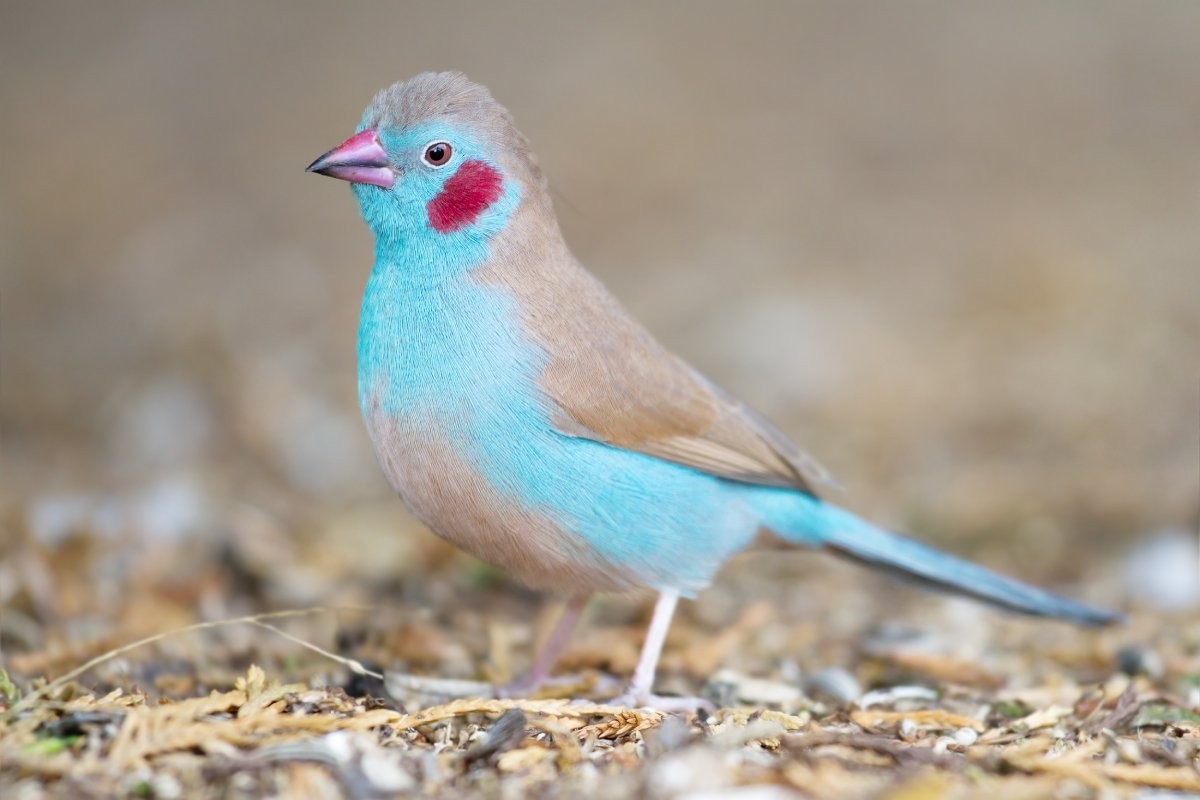 A ave peito-celeste de face carmesim é um exemplo de espécie tropical colorida, cujos machos têm uma mancha vermelha no rosto (Foto: Wikipedia/ JJ Harrison/ Wikimedia Commons)