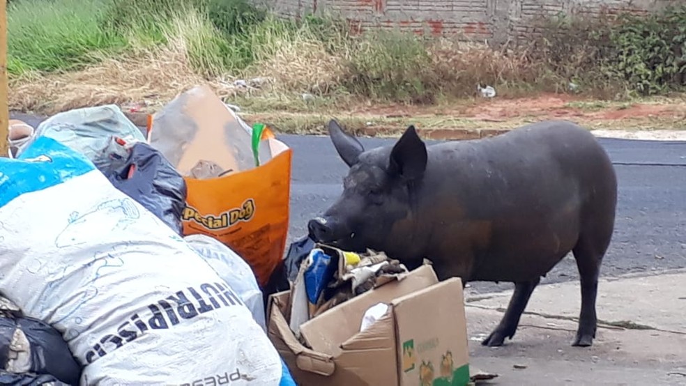 Porco é flagrado comendo lixo acumulado nas ruas de Bauru — Foto: Cristiane Paião/TV TEM