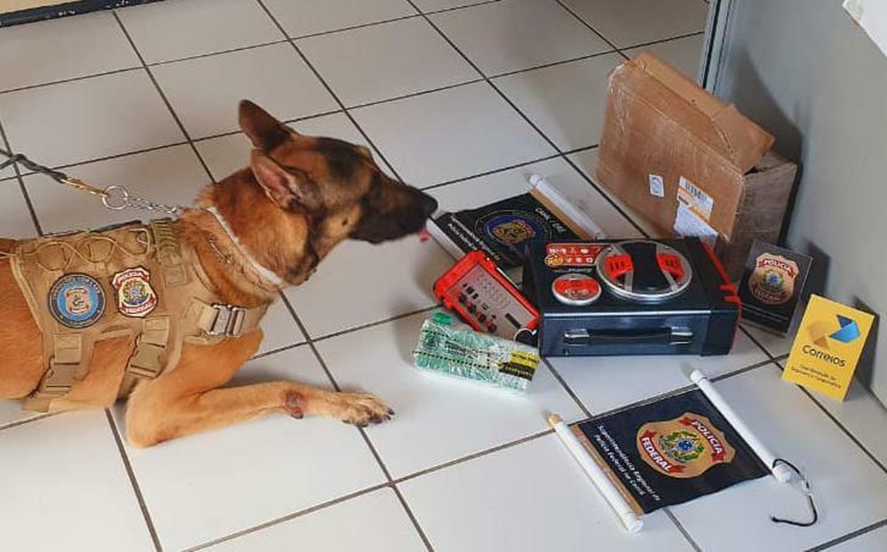 Cão farejador "Inu" detectou a presença do entorpecente no equipamento. — Foto: Polícia Federal/ Divulgação