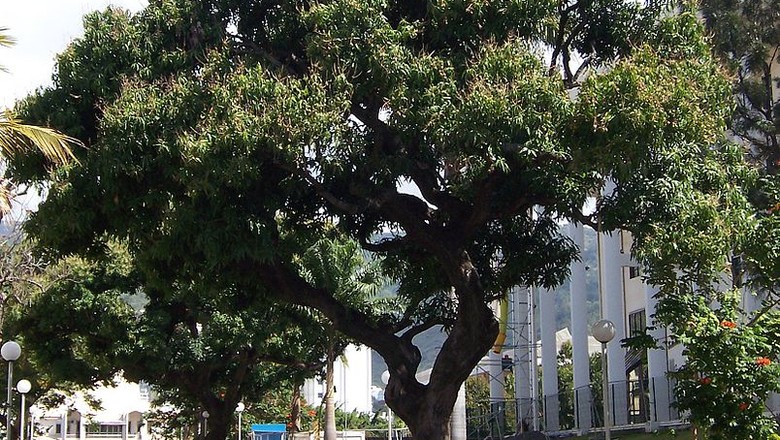 mangueira-Mangifera indica L.-manga-arvore (Foto: B.navez - Réunion island/Wikimedia Commons)