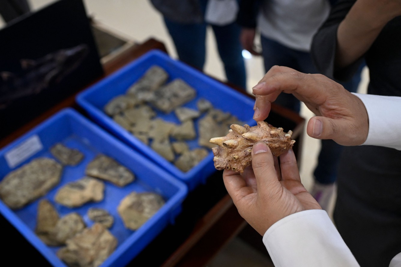 Pesquisadores apresentam fósseis de peixes encontrados na China — Foto: Wang Zhao / AFP