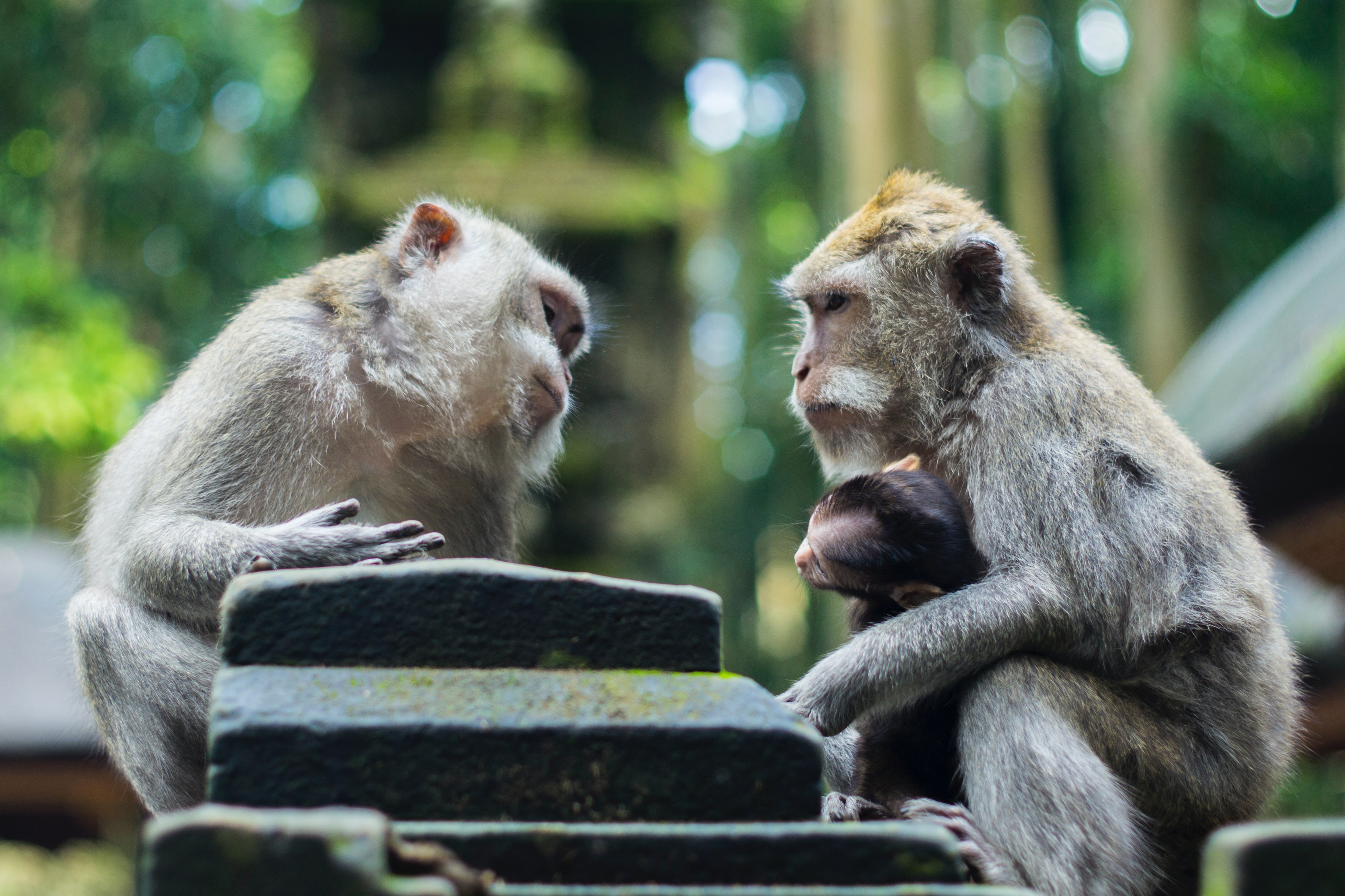 Diferentemente de humanos, outros primatas possuem membrana vocal encontradas próximas ou conectadas às pregas vocais (Foto: Reprodução/Mihai Surdu no Unsplash)
