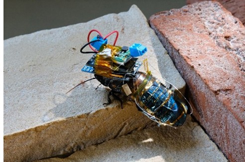 ゴキブリ "サイボーグ" 日本の理研薄膜デバイス研究所の福田健次郎と彼のチームによって開発された (写真: 再生 | https://www.riken.jp/) ゴキブリ