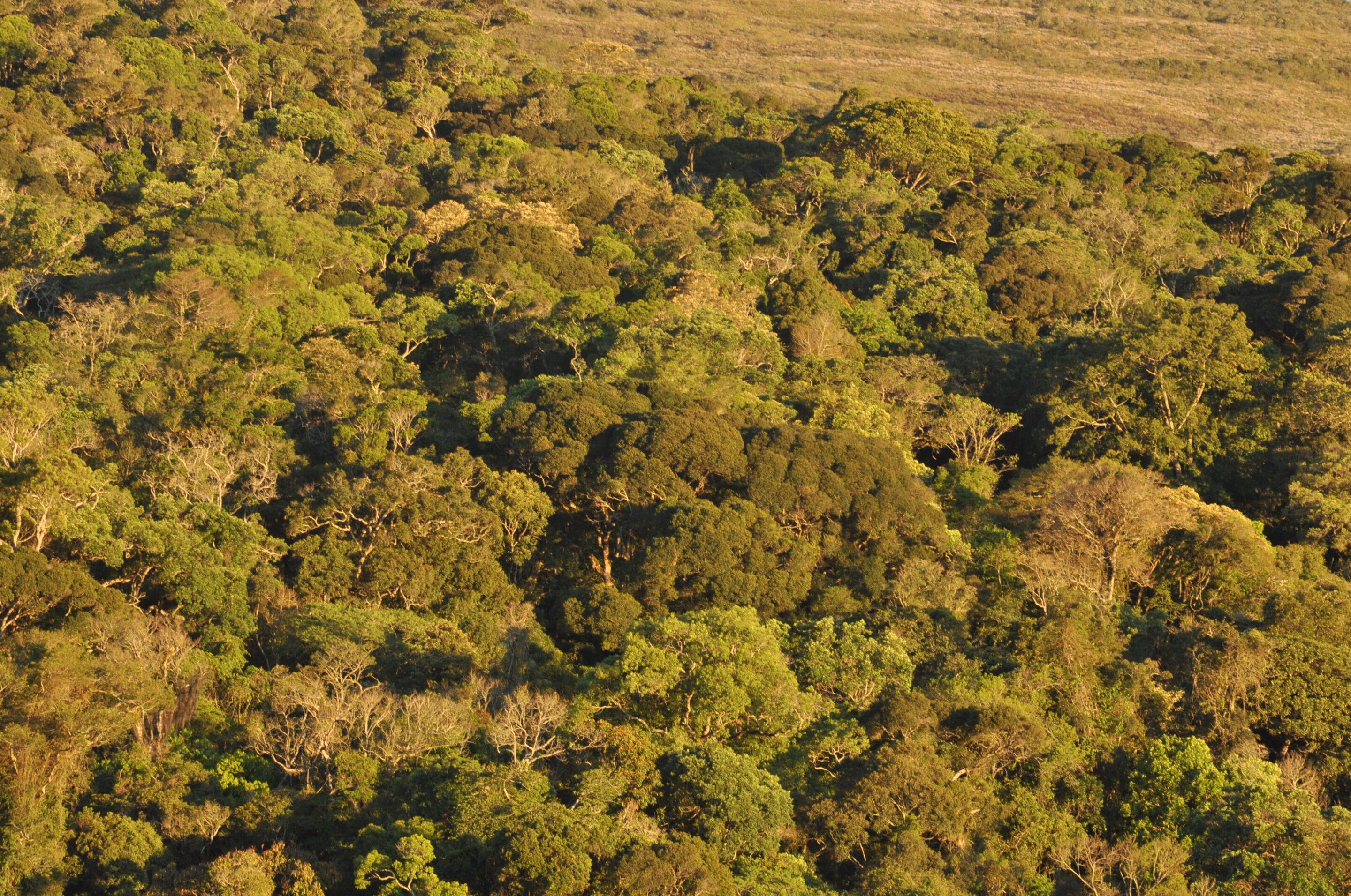 Em vez de sequestrar, florestas em MG estão produzindo carbono (Foto: Rubens Santos/Phys)