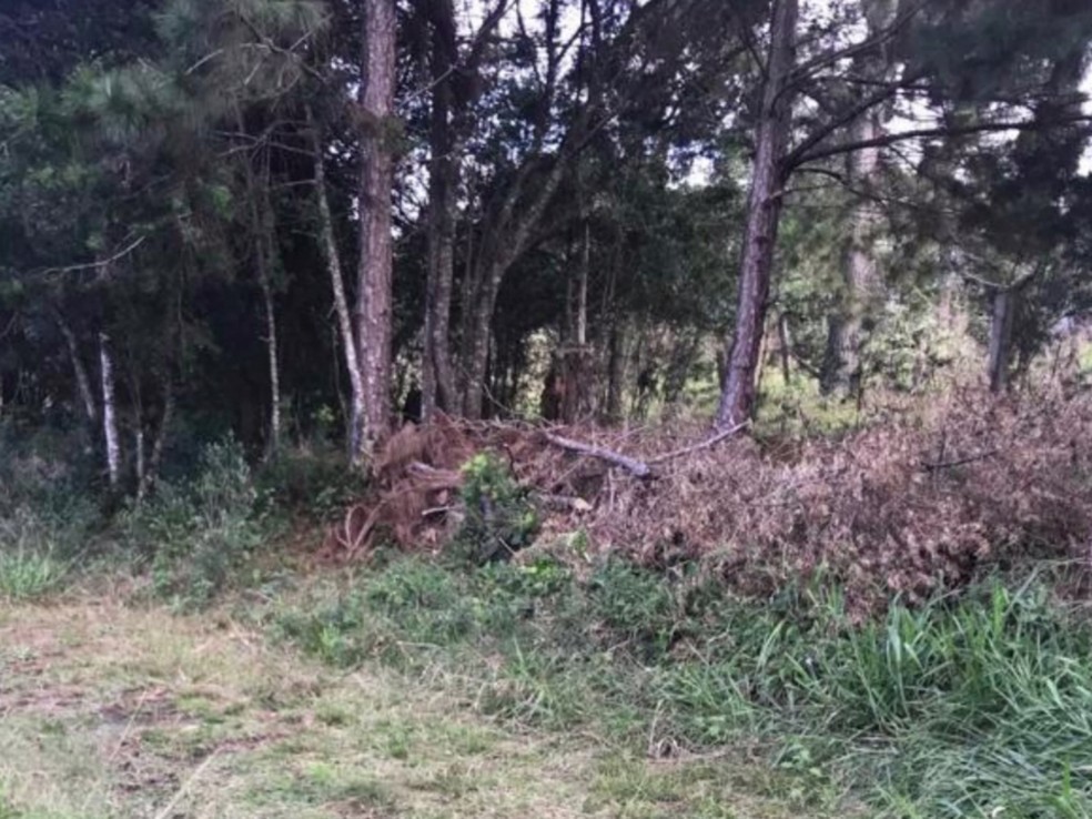 Corpo de Aline foi encontrado em matagal ao lado da Colônia Penal Agrícola, em Piraquara — Foto: Reprodução/RPC