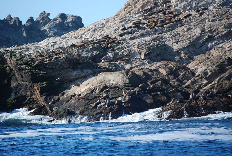 Animais marinhos na Ilhas Farallon, na costa de São Francisco (EUA) (Foto: Gm8266/Wikimedia Commons)
