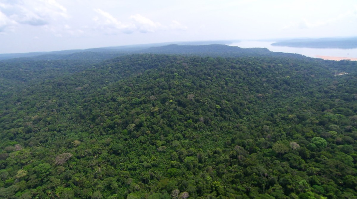 Em qual país fica a maior floresta do mundo?