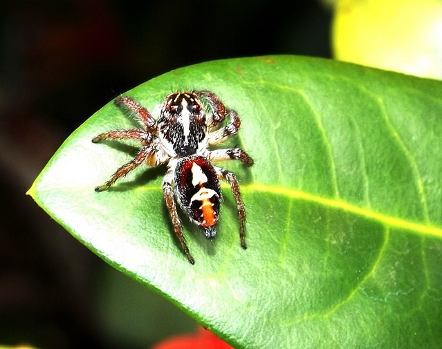 As aranhas papa-moscas são comuns em áreas urbanas e inofensivas (Foto: Felipe Von / WikimediaCommons / CreativeCommons)