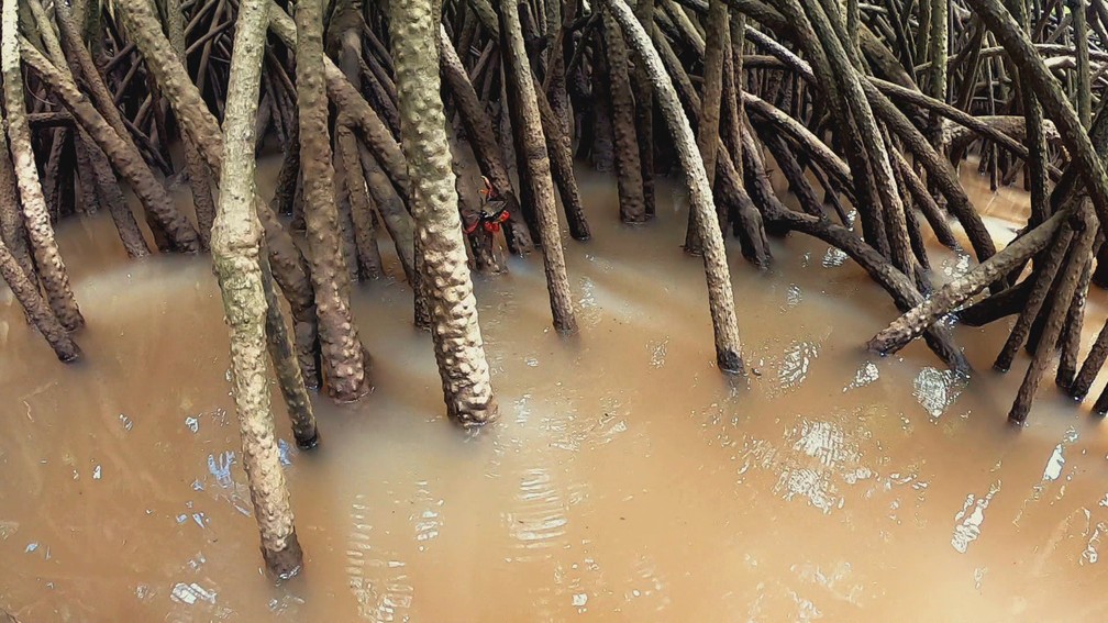 Maraconis são a principal fonte de alimento dos guarás — Foto: Globo Repórter