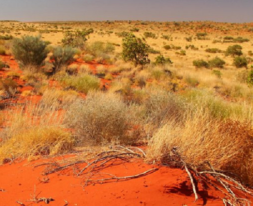 Arbusto encontrado na Austrália (Foto: Divulgação)