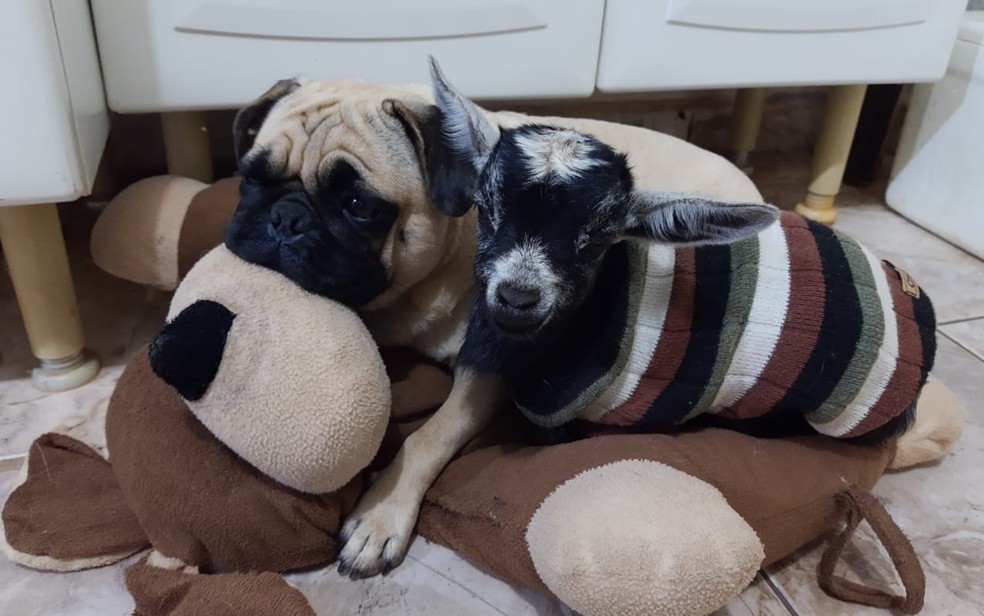 Mini cabra e cachorro são criados em casa de Goiatuba, Goiás — Foto: Suely Inácio/Arquivo pessoal