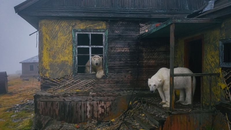 De acordo com entidade, até 200 ursos polares morrem na Rússia nas mãos de caçadores ilegais todos os anos (Foto: Dmitry Kokh via BBC News)