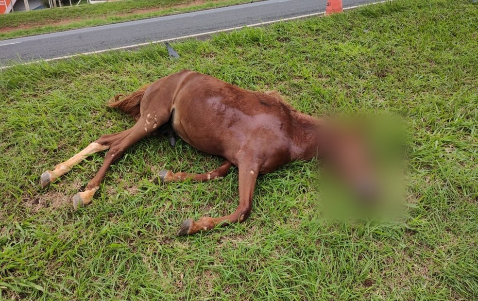 Cavalo morre em acidente na rodovia Washington Luis, em São José do Rio Preto (SP) — Foto: Luiz Aranha/Gazeta do Interior
