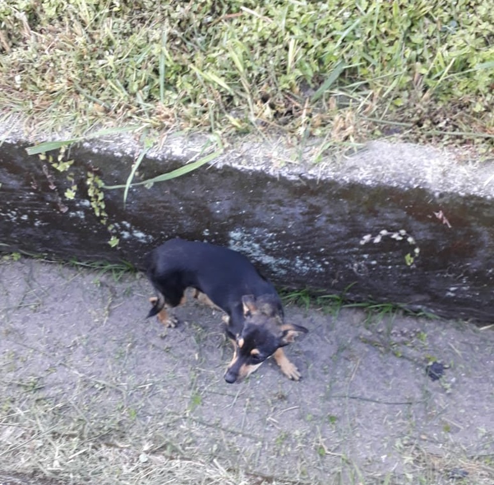 Animal não ficou ferido em acidente na Rio-Santos, em Angra dos Reis — Foto: Tobias Pencinato/Arquivo Pessoal
