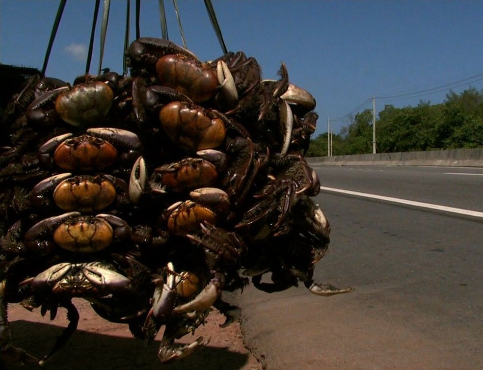 Governo já havia determinado 4 períodos de defeso do caranguejo para todo o estado em 2023. — Foto: Reprodução/TV Gazeta
