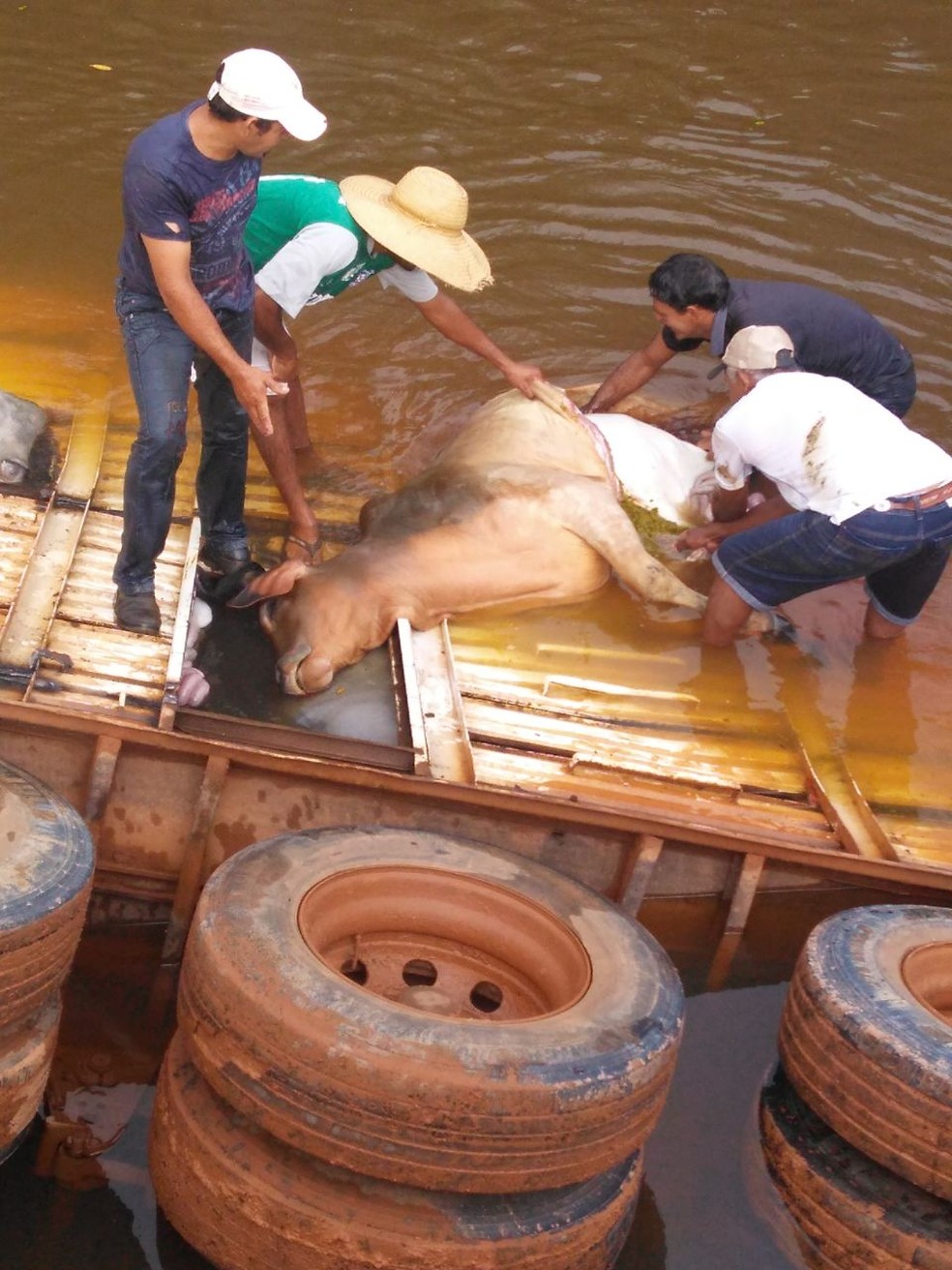 Animais foram retirados e a maioria jÃ¡ estava morta (Foto: DivulgaÃ§Ã£o)