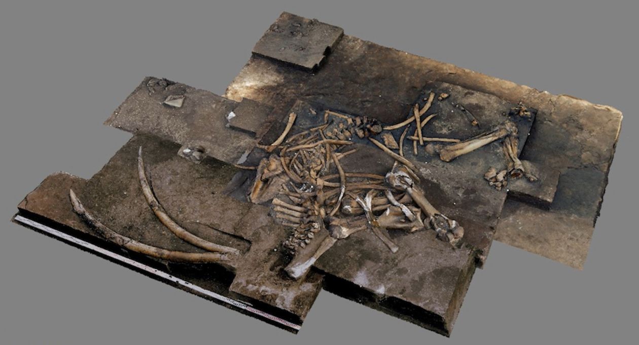 Esqueleto de elefante que viveu há 300 mil anos é encontrado na Alemanha (Foto: Universidade de Tübingen)