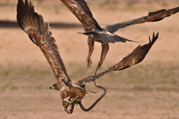 Águias brigaram em pleno ar por cobra em parque na Namíbia, e apenas uma conseguiu fazer a refeição (Foto: Anja Denker, BNPS/The Grosby Group)