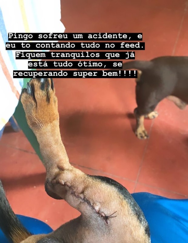 Cachorro de Luiz Fernando Guimarães (Foto: Reprodução/Instagram)