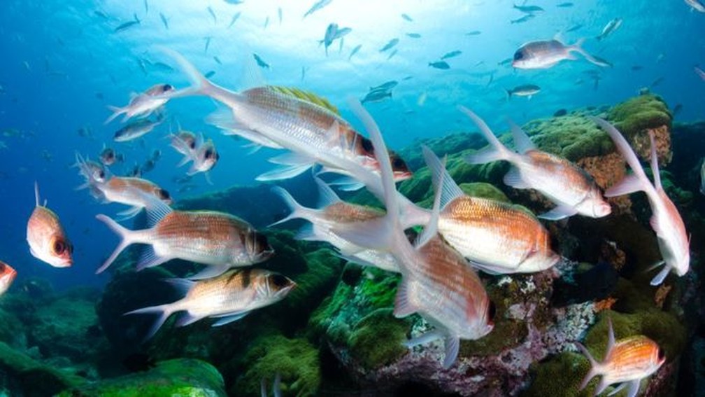 Recifes de coral cobrem apenas 0.1 porcento dos oceanos, mas são responsáveis pela sobrevivência de mais de 200 milhões de pessoas (Foto: Getty Images)