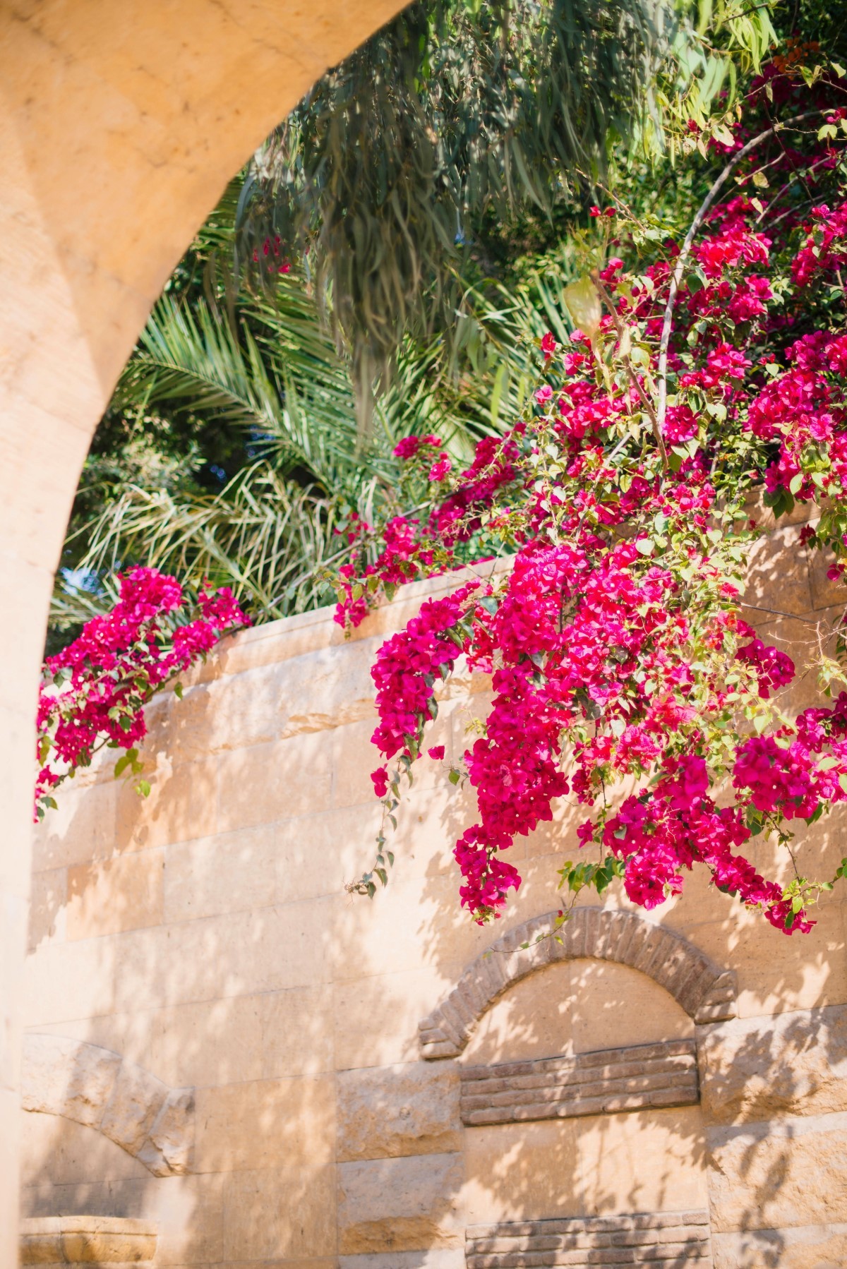 Entre as estações primavera e verão ocorre seu florescimento abundante (Foto: Unsplash / Charlotte Harrison  / CreativeCommons)