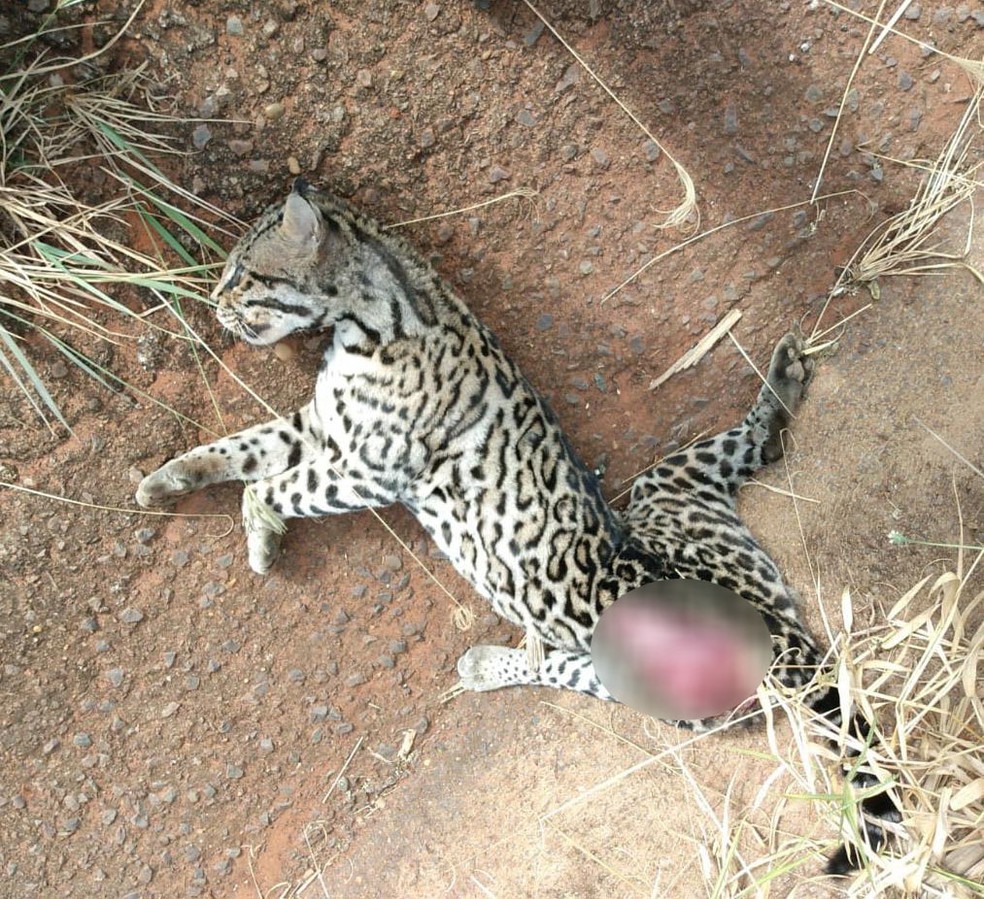 Jaguatirica foi encontrada morta em uma estrada vicinal — Foto: Paulo Machado/ICMBio