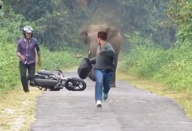 Motociclista e passageiro abandonaram moto após se depararem com elefante irritado (Foto: Reprodução/YouTube/Hot Videos)