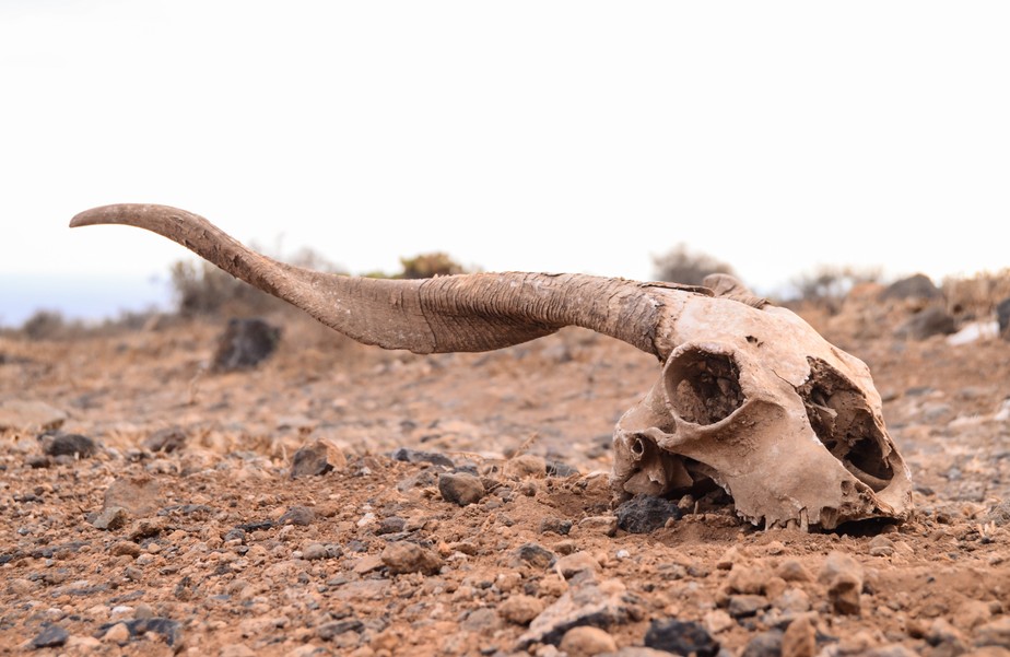 Extinção de espécies; Cabeça de cabra em região seca