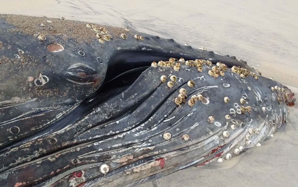 Baleia jubarte encontrada morta em praia de Una (Foto: Divulgação/Instituto Marola e Projeto A(M)ar)