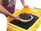 Produtores têm orientação da Emater para garantir qualidade do açaí no PA