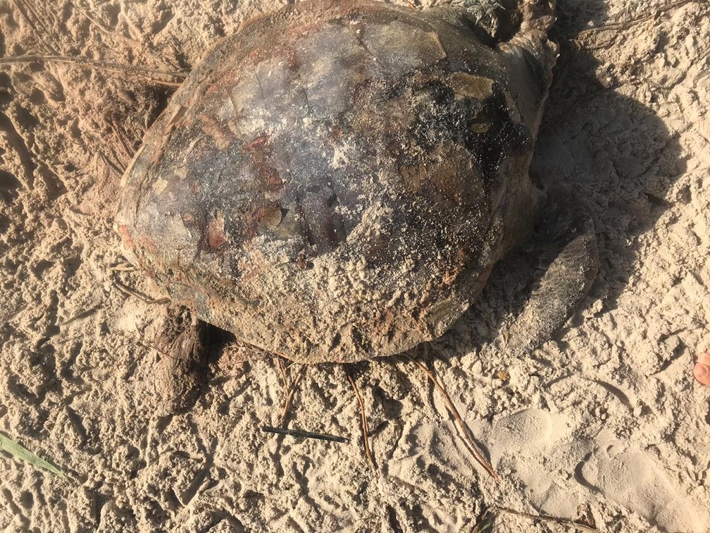 Projeto A-mar registrou 80 mortes de tartarugas neste ano — Foto: Divulgação/Projeto A-mar