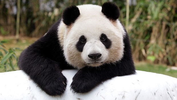 Panda em parque da Coreia do Sul (Foto: Chung Sung-Jun/Getty Images)