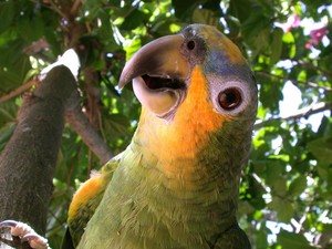 Você tem um papagaio que canta? Mande o vídeo dele pra gente! (Foto: Divulgação)