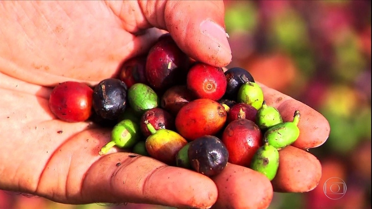 Agricultores esperam boa safra de café arábica em Minas Gerais thumbnail