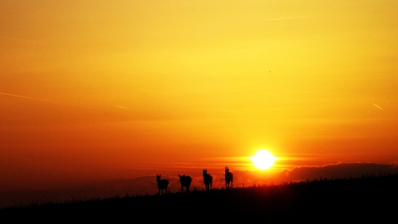calor-sol-aquecimento-global-cavalos (Foto: MichaEli/CCommons)