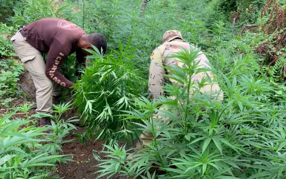 Polícia encontra oito plantações de maconha em Curaçá — Foto: Divulgação/SSP