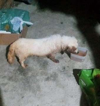 Cachorro é encontrado abandonado dentro de saco de ração amarrado em Maracanaú, na Grande Fortaleza