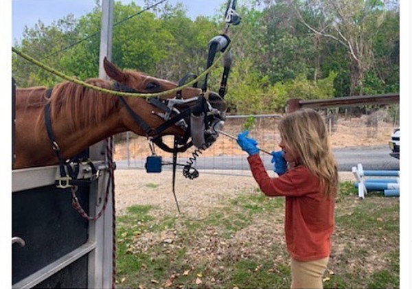 Uma das filhas de Chris Hemsworth cuidando de um dos cavalos que vivem nos terrenos da mansão do ator  (Foto: Instagram)