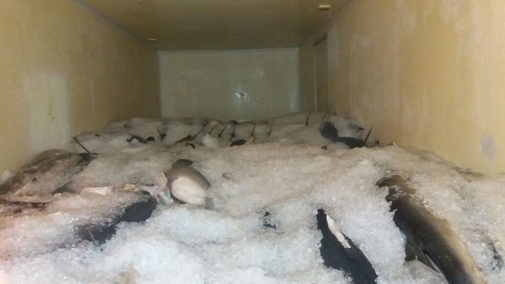 Pescados estavam dentro de frigorífico de caminhão apreendido em Barra Velha (Foto: PRF/Divulgação)