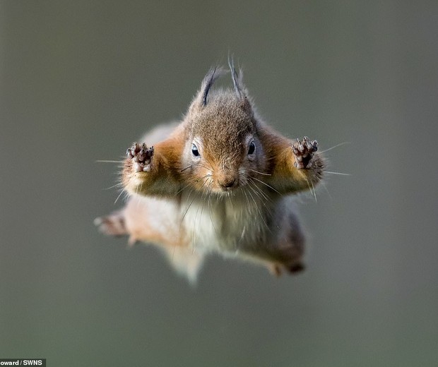 Esquilo parece estar voando (Foto: Andy Howard)