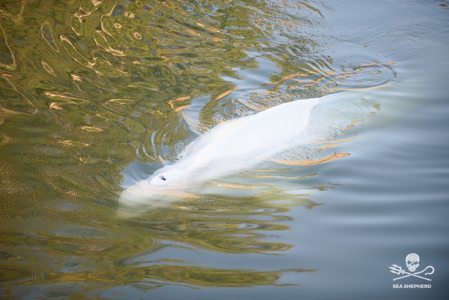 Beluga presa no rio Sena