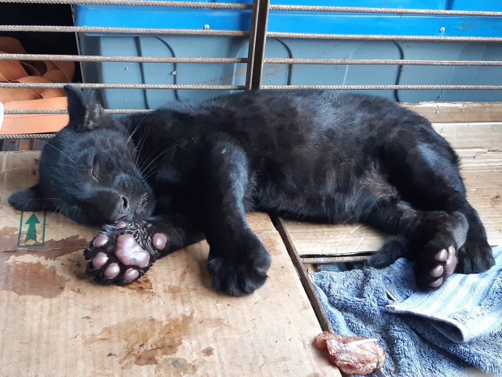 Filhote de onça pintada é macho e está desnutrido — Foto: Sema-MT/Assessoria