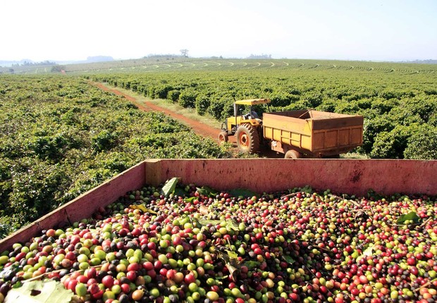 Produção de café em fazenda de Minas Gerais : produto para exportação ; PIB do Brasil ; agricultura ; agronégocio ;  (Foto: Divulgação)