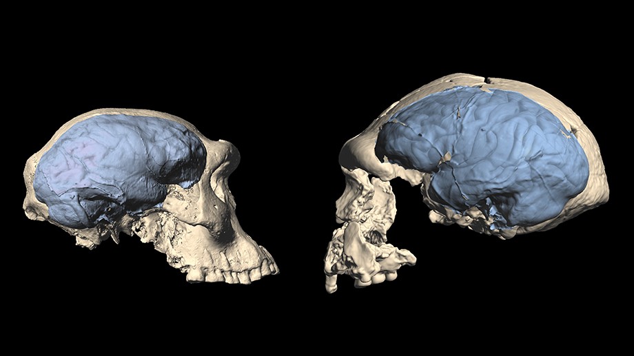 Crânio do primeiro Homo da região da Geórgia com cérebro de macaco (à esquerda) e da Indonésia com cérebro de humano (à direita). (Foto: Divulgação/M. Ponce de León und Ch. Zollikofer, UZH)