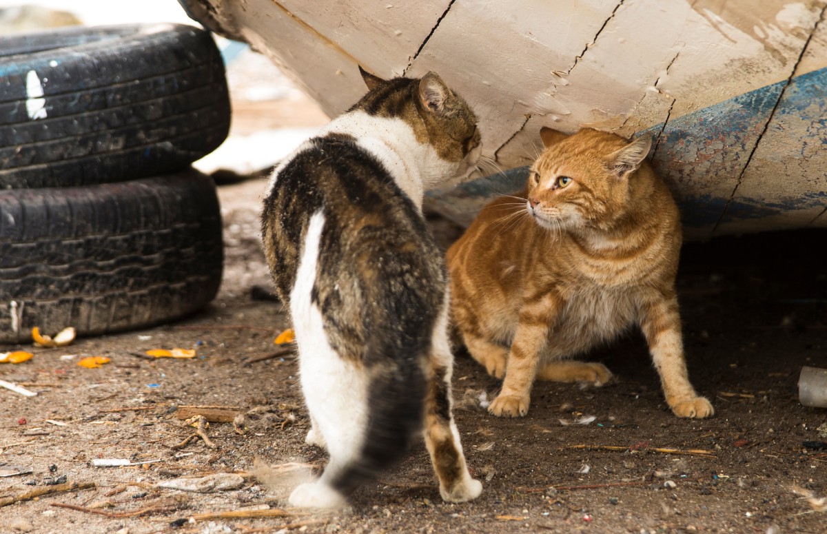 É preciso ter atenção com as possíveis brigas de gatos em casa (Foto: Canva / Creative Commoms)
