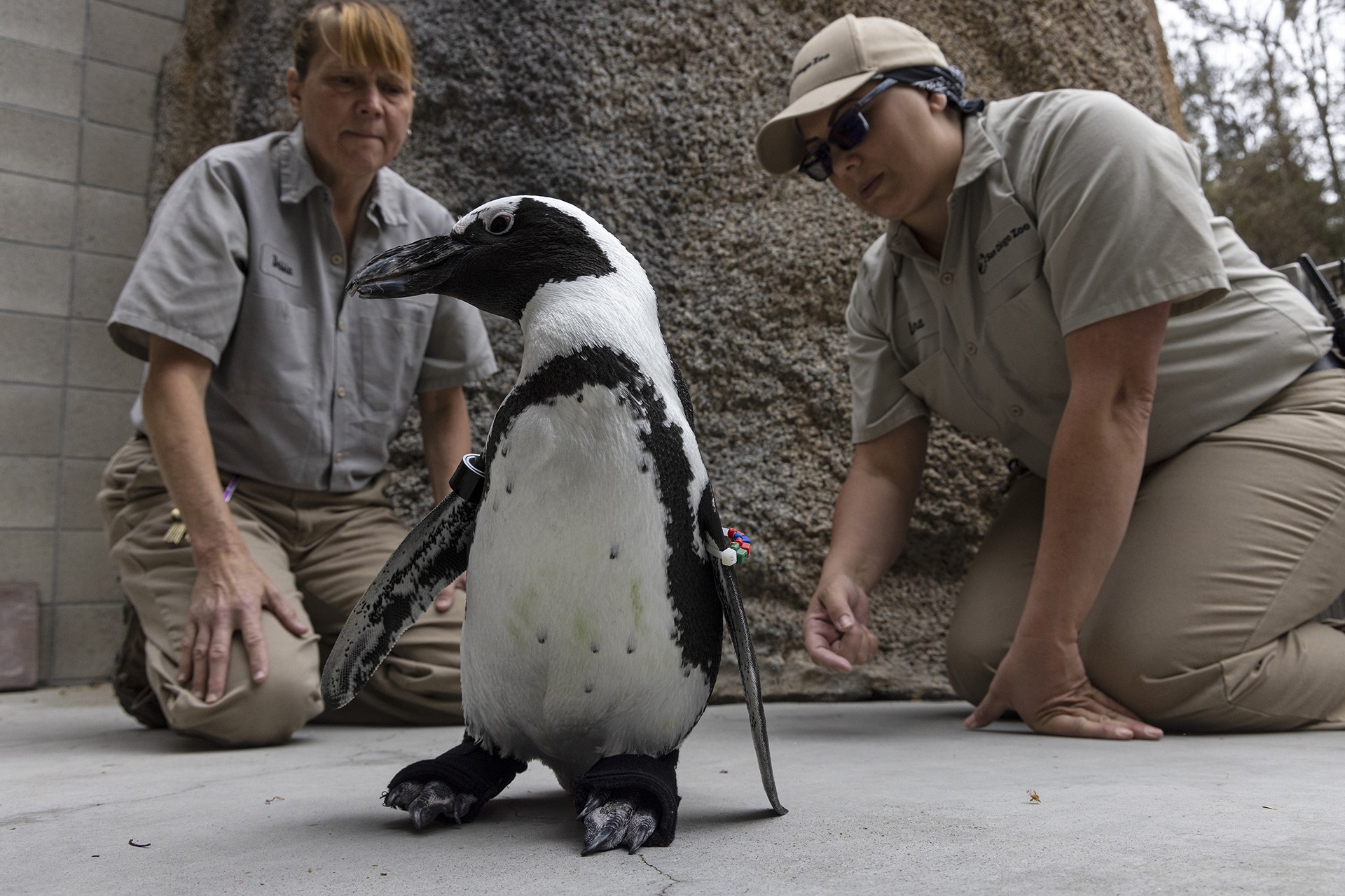 O pinguim-africano Lucas com seus sapatos ortopédicos no Zoológico de San Diego  (Foto: San Diego Zoo Wildlife Alliance)