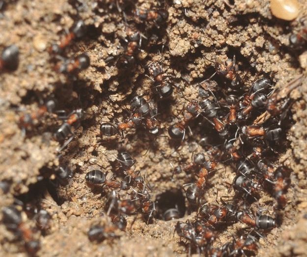 Mais de um milhão de formigas foram encontradas em um bunker que armazenava armas nucleares durante a União Soviética (Foto: Wojciech Stephan/ acervo pessoal )
