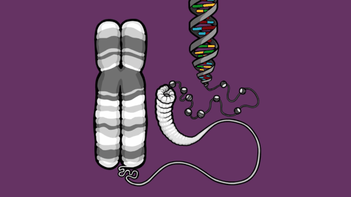 Os cromossomos são compostos por DNA e histonas, proteínas responsáveis pela condensação  (Foto: Reprodução/Youtube Stated Clearly)