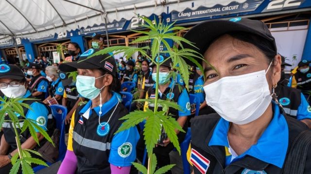Tailândia distribuiu mudas de maconha para estimular cultivo (Foto: BBC News)